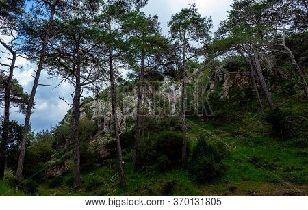 Cedars In The Dense Forest Of The Island Of Cyprus On A Clear Summer Day.