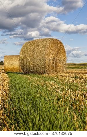 Haystacks With Straw After Harvesting Grain Rye, Summer Landscape In Warm Weather, Straw From Rye Is
