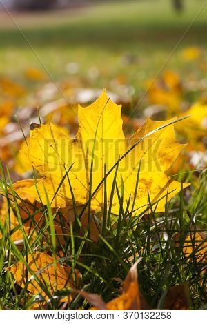 Autumn Sun Shines Through The Leaves After Leaf Fall, Close-up In Nature