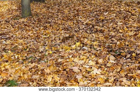 Autumn Nature With Colorful Trees That Change The Color Of The Foliage