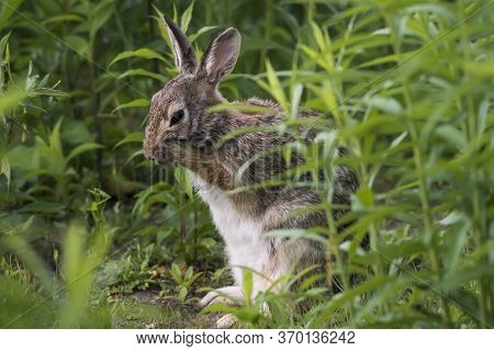 Eastern Cottontail Rabbit Washing Its Face It Looks Like It Is Making Some Funny Facial Expression