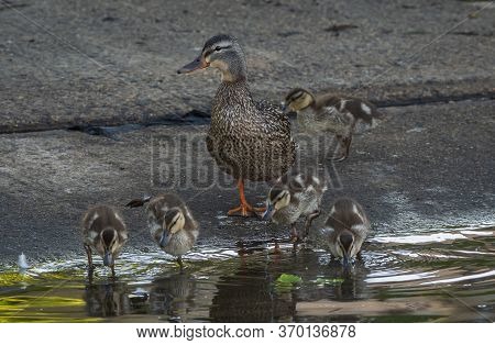 A Family Of Female Mallard And Her Kids