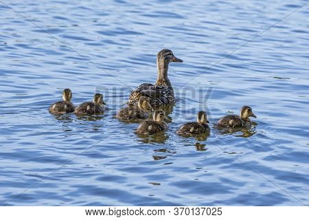 A Family Of Mallard Mother And Her Chicks Swimming In The Mystic River