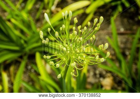 Gorgeous Close Up Of Yellow Garlic Allium Flavum In Spring In The Bregonze Hills Near Thiene, Vicenz