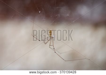 Long Bodied Cellar Spider, Pholcus Phalangioides, On Her Web Waiting For A Prey