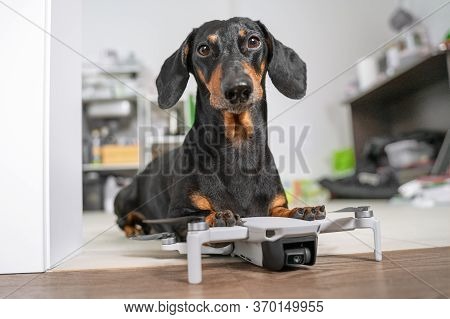 Cute Black And Tan Dachshund Holding Paws On Drone Lying On The Floor And Looking Right To The Camer