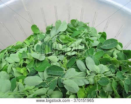 Drumstick Tree Leaf, Kelor Leaves For Cooking Ingredients