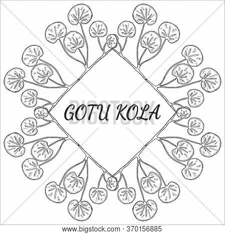 Gotu Kola Plant, Isolated On White Background. Centella Asiatica, Cosmetic And Medical Herb. Hand Dr