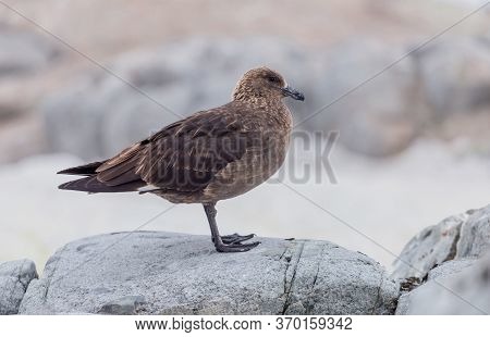 The South Polar Skua Stercorarius Maccormicki Graham Land, Argentine Islands, Antarctica