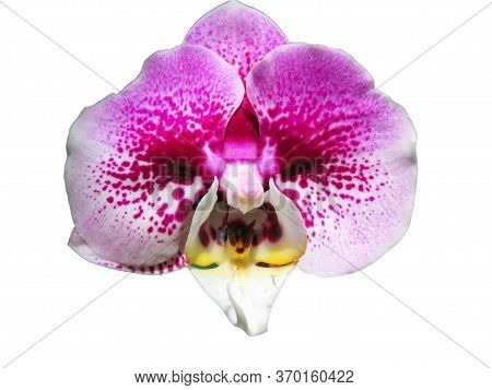 Flower Of A Bright White-pink Orchid Similar To A Mustachioed Grandfather Isolated On A White Backgr