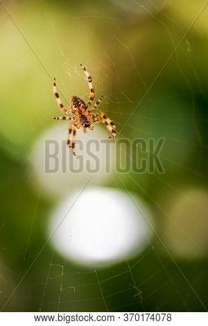 Ventral View Of European Garden Spider, Araneus Diadematus, On Its Orb Web