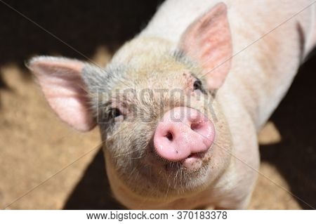 Adorable Farm Pig With A Pink Snout.