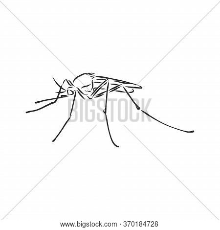 Hand Sketch Mosquito. Vector Illustration, Mosquito, Vector Sketch Illustration