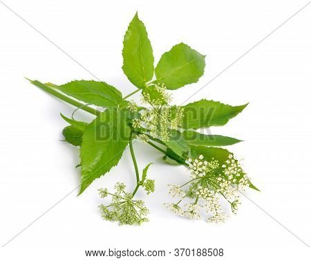 Aegopodium Podagraria Or Ground Elder, Herb Gerard, Bishops Weed, Goutweed, Gout Wort, And Snow-in-t