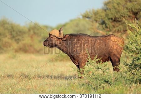 An African buffalo (Syncerus caffer) in natural habitat, Mokala National Park, South Africa