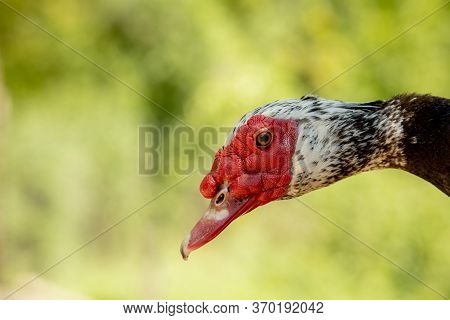 Portrait Of A Duckling. Duck Head Close Up. Macro Shot. Black Bird. Black Domestic Ducks