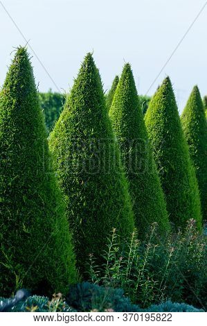 Well Shaped Green Conical Thuja Coniferous Trees In Garden