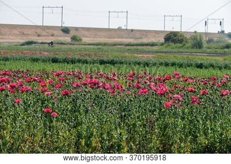 Summer Vacation In Zeeland, Netherlands, Railway And Blossom Of Garden Red Poppy Flowers, Travel Bac