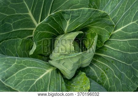 Sweetheart Cabbage Plant Growing In Garden Close Up