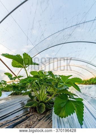 Cultivation Of Strawberry Fruits Using The Plasticulture Method, Plants Growing On Plastic Mulch In
