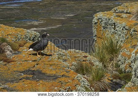Female Kelp Goose (chloephaga Hybrida Malvinarum) On A Lichen Covered Cliff On Bleaker Island In The