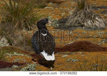 Female Kelp Goose (chloephaga Hybrida Malvinarum) On A Lichen Covered Cliff On Bleaker Island In The