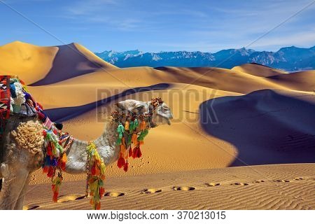 Magnificent one-humped camel - Dromedar. The camel is beautifully decorated for tourists to have fun and take pictures. Magical desert morning.  The concept of active and photo tourism  