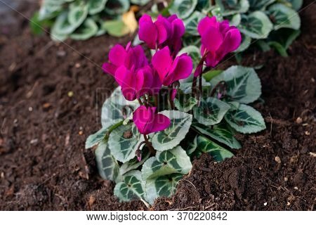 Just Planted Bright Magenta Colored Cyclamen Flowers With Green Leaves In The Ground.decoration Flow