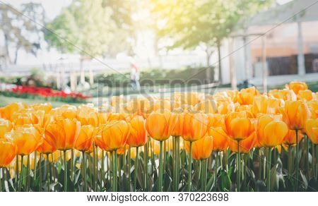 Tulips Garden Park Festival Beautiful Flowers In Spring Season At Morges City Near Lake Leman In Swi