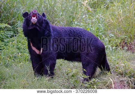 A Bear Captured In A Zoo In India, South Asia