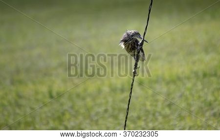 American Bittern, A Species Of Herons Bird