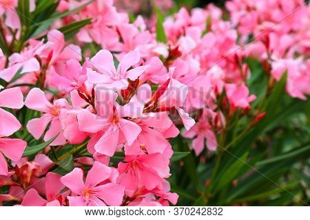 Flowers Of Pink Oleander, Nerium Oleander, Bloomed In The Spring. Shrub, A Small Tree From The Corne