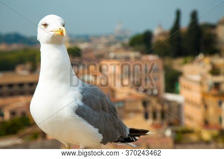 Seagull In The City. Closeup Of Big White Headed Albatross On Left Side With View From Roman Forums 