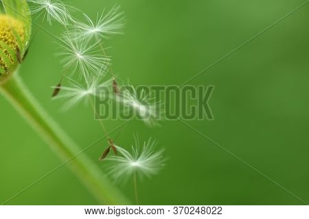Blurry Dandelion Seeds Gracefully Gliding Through The Air