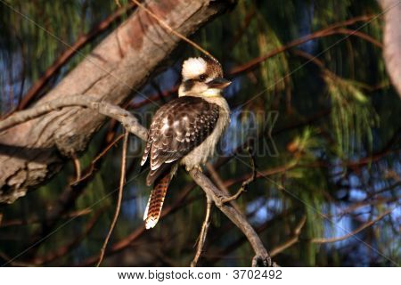 A Kookaburra