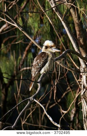 A Kookaburra