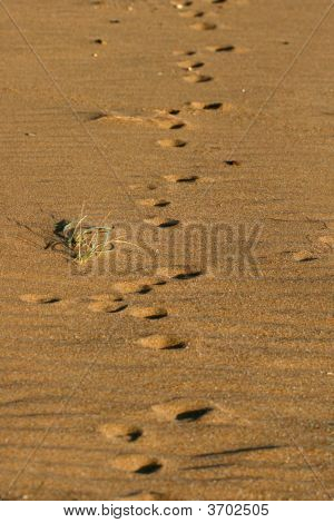 Fox Tracks