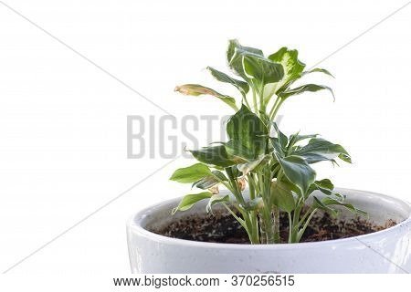 Dieffenbachia Or Dumbcane In Pot Isolated On White Background Included Clipping Path.