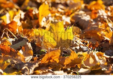 Maple Leaves In The Autumn Season, Seasonal Changes In Nature Are Illuminated By Bright Sunlight