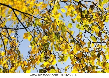 Autumn Yellow Foliage During Leaf Fall, In Nature In The Park And Tree Branches
