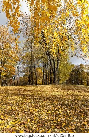 Beautiful Birch Foliage That Changed Color In The Autumn Season, Close-up On The Nature Of The Trees