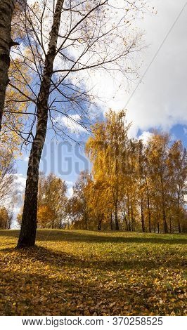 Autumn Yellow Foliage During Leaf Fall, In Nature In The Park And Tree Branches, Landscape In Sunny 