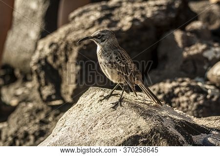 Espanola Mockingbird Standing In A Rock On A Sunny Day