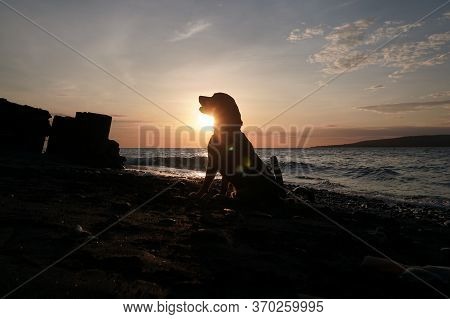 Playing With The Dogs At Watudodol Beach Banyuwangi Indonesia