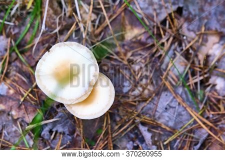 Beautiful Mushrooms In The Forest General Plan Color