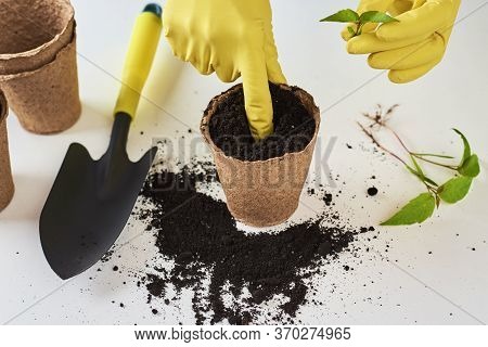 Woman Hands In Yellow Gloves Transplating Plant. Plant Care Concept