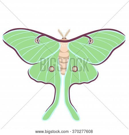 Saturnia Moon Butterfly Isolated On A White Background. Vector Image