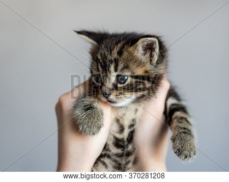 Small Striped Kitten In The Hands Of A Child, Close-up