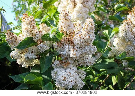 Fading Flowers On A White Lilac Bush In Summer. Close Up.