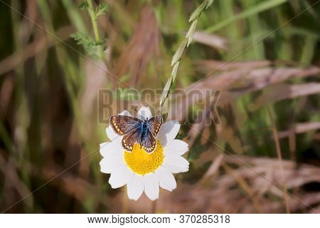 Butterfly With Brown Gray Wings With Reddish Bands, Erebia Palarica, Feeding On Wild Flower In Sprin